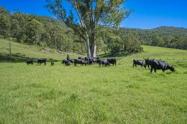 Farm Auction - NSW - Monkerai - 2415 - Beautiful 100-Acre Rural Property with Grazing and Scenic Views  (Image 2)