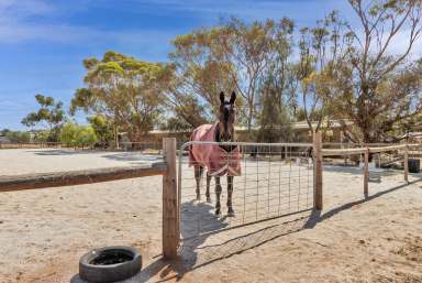 Farm For Sale - SA - Eudunda - 5374 - Giddy Up  (Image 2)