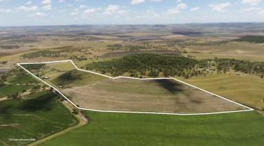 Farm For Sale - QLD - Pilton - 4361 - "Darling Downs Zoo" A Magic Opportunity" 122 Acres  (Image 2)