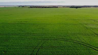 Farm For Sale - VIC - Minyip - 3392 - Premium Scale Wimmera Cropping Opportunity  (Image 2)