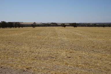 Farm For Sale - WA - Wogolin - 6370 - Heritage Sheep and Crop Country  (Image 2)