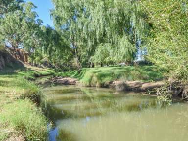 Farm For Sale - NSW - Young - 2594 - 124acs* With 850m* Of Creek Frontage Only 10mins* To Town  (Image 2)