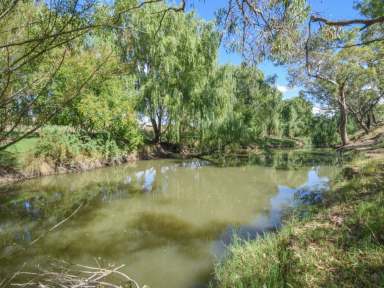 Farm For Sale - NSW - Young - 2594 - 124acs* With 850m* Of Creek Frontage Only 10mins* To Town  (Image 2)