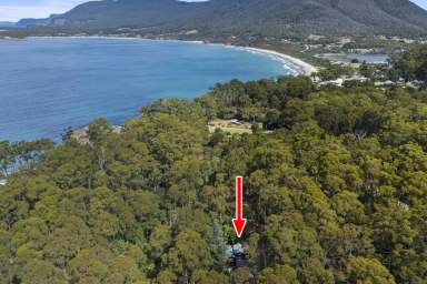 Farm For Sale - TAS - Eaglehawk Neck - 7179 - Rainforest Retreat with Creek and Cottage, Steps from Pirates Bay  (Image 2)