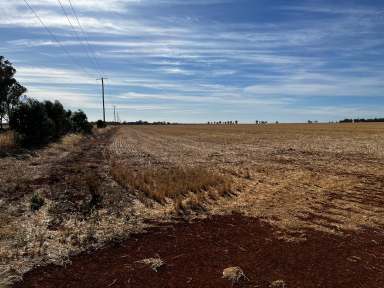 Farm For Sale - VIC - Nanneella - 3561 - 308 Acres (125 Ha) - Prime Cambrian Soils  (Image 2)