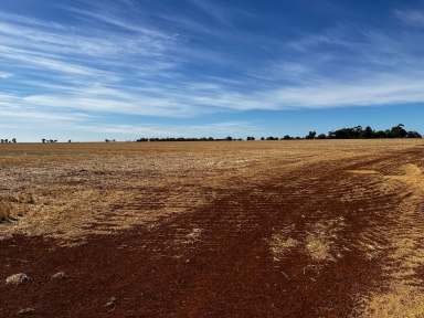 Farm For Sale - VIC - Nanneella - 3561 - 308 Acres (125 Ha) - Prime Cambrian Soils  (Image 2)