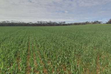 Farm For Sale - SA - New Well - 5357 - Boongala Station: A Rare Agricultural Opportunity to Lease or Buy  (Image 2)