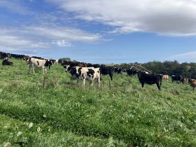 Farm For Sale - TAS - Montumana - 7321 - Beef - Dairy - Vegetables  (Image 2)