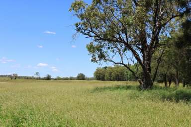 Farm Auction - QLD - Willows - 4702 - ‘Budgawillie’  (Image 2)