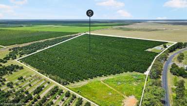 Farm For Sale - QLD - Kinkuna - 4670 - Macadamia Orchard – Exceptional Returns & Investment Potential!  (Image 2)