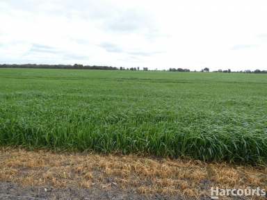 Farm For Sale - VIC - Drung - 3401 - FOR LEASE BY TENDER  (Image 2)