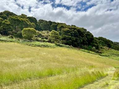 Farm For Sale - TAS - Weldborough - 7264 - Farmland with Water, Natural Bush, Great Views and Passive Income. 584 acres at Weldborough Pass.  (Image 2)