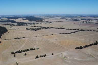 Farm For Sale - NSW - Temora - 2666 - Lamb Feedlot Powerhouse!  (Image 2)