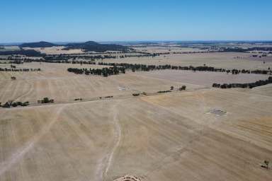 Farm For Sale - NSW - Temora - 2666 - Lamb Feedlot Powerhouse!  (Image 2)