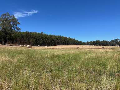 Farm For Sale - WA - Manjimup - 6258 - West Manjimup Heartland 46.51 Ha* (approx. 115 Ac*)  (Image 2)