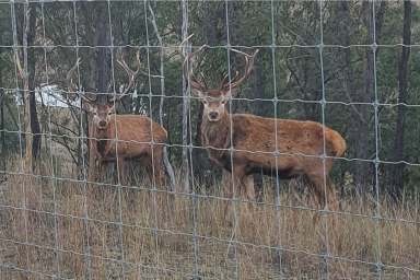 Farm Auction - QLD - Colinton - 4314 - 'Rusa Ranch' - Hunting for the Perfect Weekender?  (Image 2)