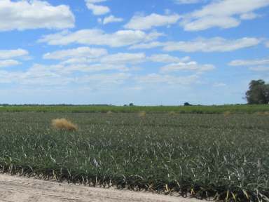 Farm For Sale - QLD - Moore Park Beach - 4670 - Good Start Up Farm - 85 Acres  (Image 2)