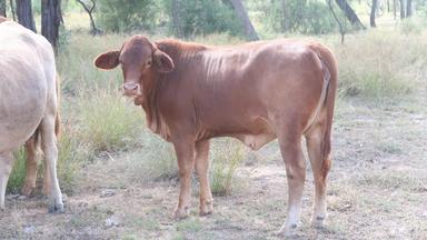 “Ronlow Park”, Pentland QLD 4816
