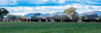 5128 Tooraweenah Road, Gulargambone NSW 2828