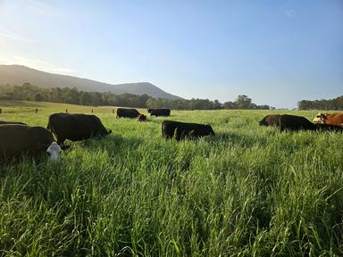 179 Gresford Road, Paterson NSW 2421