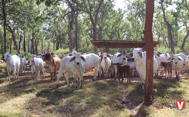 Yarraden QLD 4892
