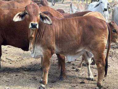 Thirlestone, Pentland QLD 4816