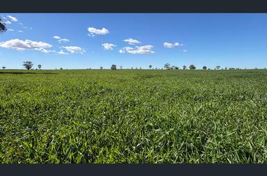 3847 Yarrandale Road, Hermidale NSW 2831