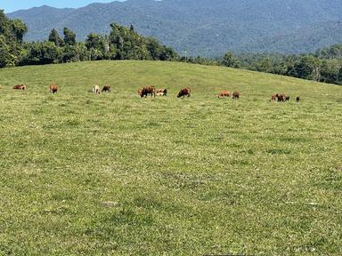 Silkwood QLD 4856