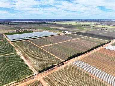 Treviso, Sunraysia SA 3496