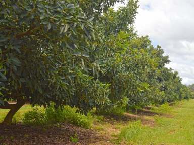 Farm Sold - QLD - Mareeba - 4880 - ESTABLISHED FARMING IN MAREEBA - ROOM FOR EXPANSION  (Image 2)