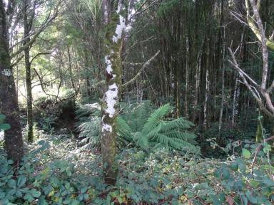 Farm Sold - VIC - Beech Forest - 3237 - 5 wonderful acres in Beech Forest!  (Image 2)
