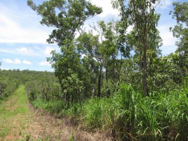 Farm Sold - NT - Darwin River - 0841 - 37+ Acres only 30 Minutes to Palmerston  (Image 2)