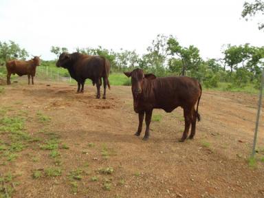 Farm Sold - NT - Rum Jungle - 0822 - 160 acres perfect for livestock  (Image 2)