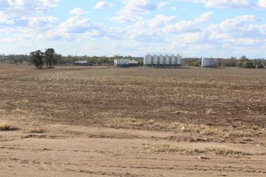 Farm For Sale - NSW - Moree - 2400 - Great Farming Country  (Image 2)