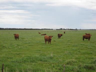 Farm Sold - VIC - Mortlake - 3272 - Bullock Fattening Paddock with Lifestyle Potential! - 144 Acres/58.28Ha  (Image 2)