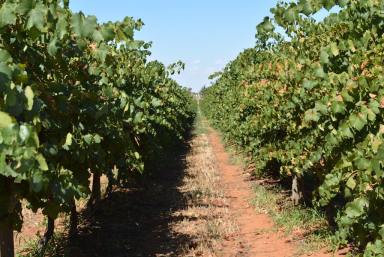 Farm Sold - VIC - Red Cliffs - 3496 - Look to expand into the Wines grapes industry?  (Image 2)