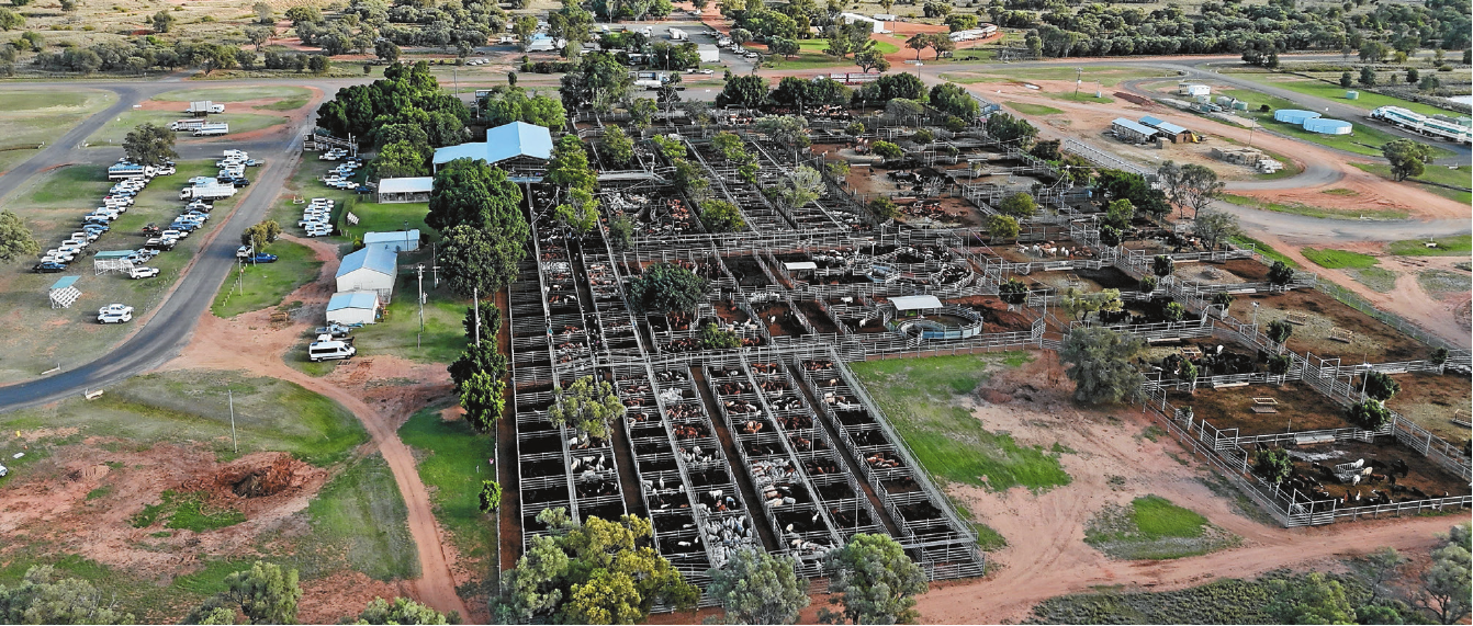 Blackall Saleyards