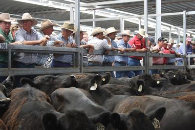 Northern Victoria Livestock Exchange (NVLX)