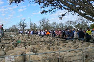 Ouyen Saleyards