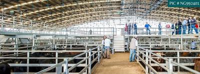 Central West Livestock Exchange (CWLE - Forbes)