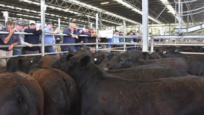 Colac Saleyards