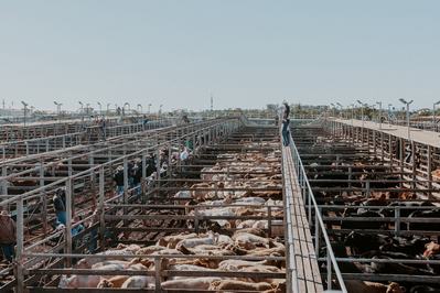 Roma Saleyards