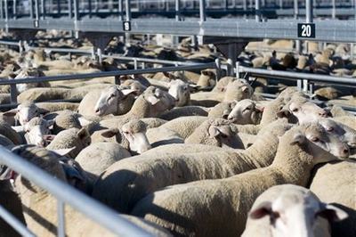 Horsham Agricultural Saleyards