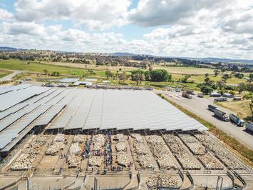 South Eastern Livestock Exchange (SELX)
