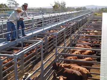 Beaudesert Saleyards