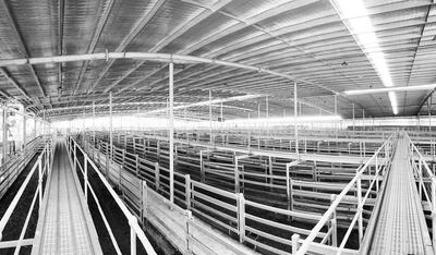Northern Rivers Livestock Exchange (NRLX)