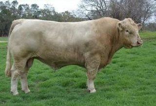 DSK Charolais