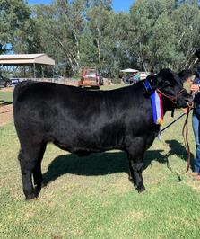 Kunderang Angus Stud