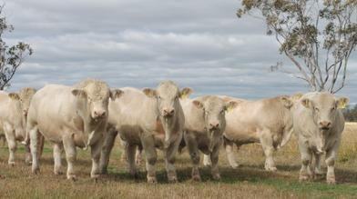 Barambah-Dale Charolais