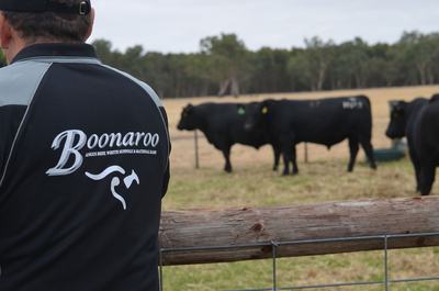 Boonaroo Angus